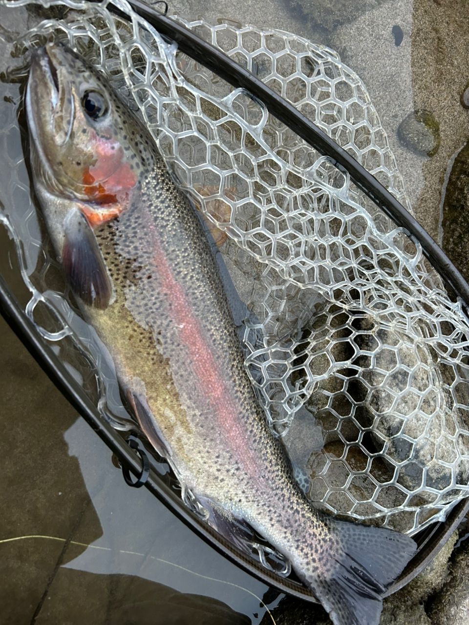 レインボートラウト