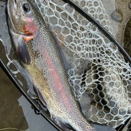 レインボートラウト