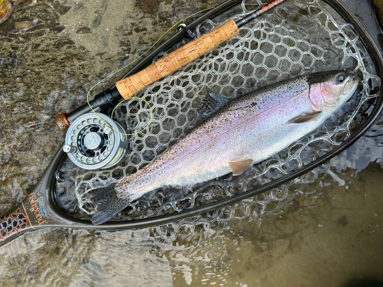 レインボートラウト