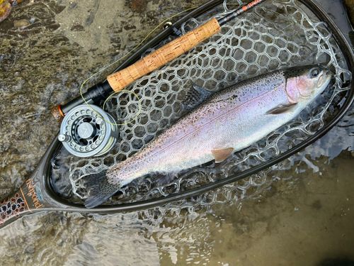 レインボートラウトの釣果