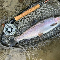 レインボートラウト