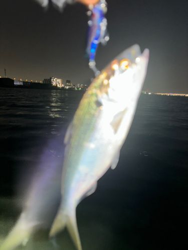 コノシロの釣果