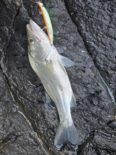 ヒラスズキの釣果