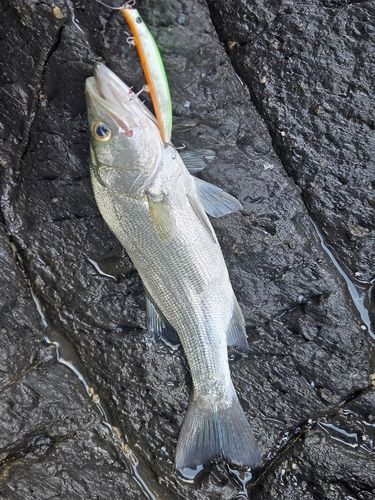 ヒラスズキの釣果