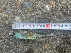 アナハゼの釣果