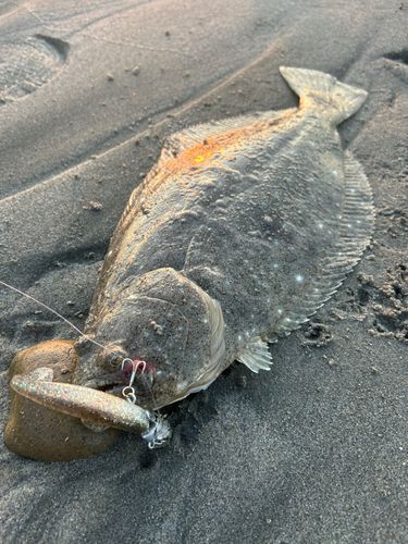 ヒラメの釣果