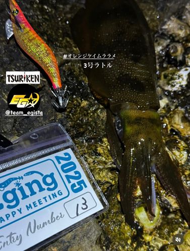 アオリイカの釣果