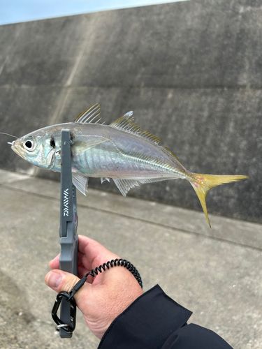 マアジの釣果