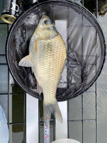 ヘラブナの釣果