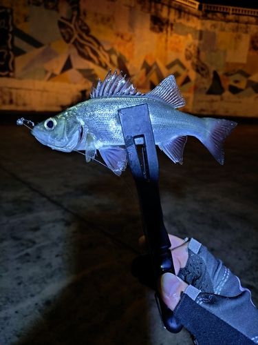 セイゴ（ヒラスズキ）の釣果