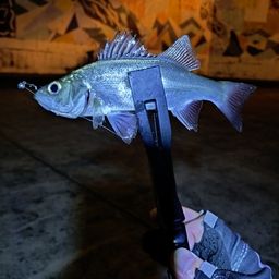 セイゴ（ヒラスズキ）