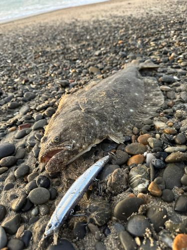ヒラメの釣果