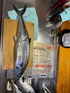 サワラの釣果