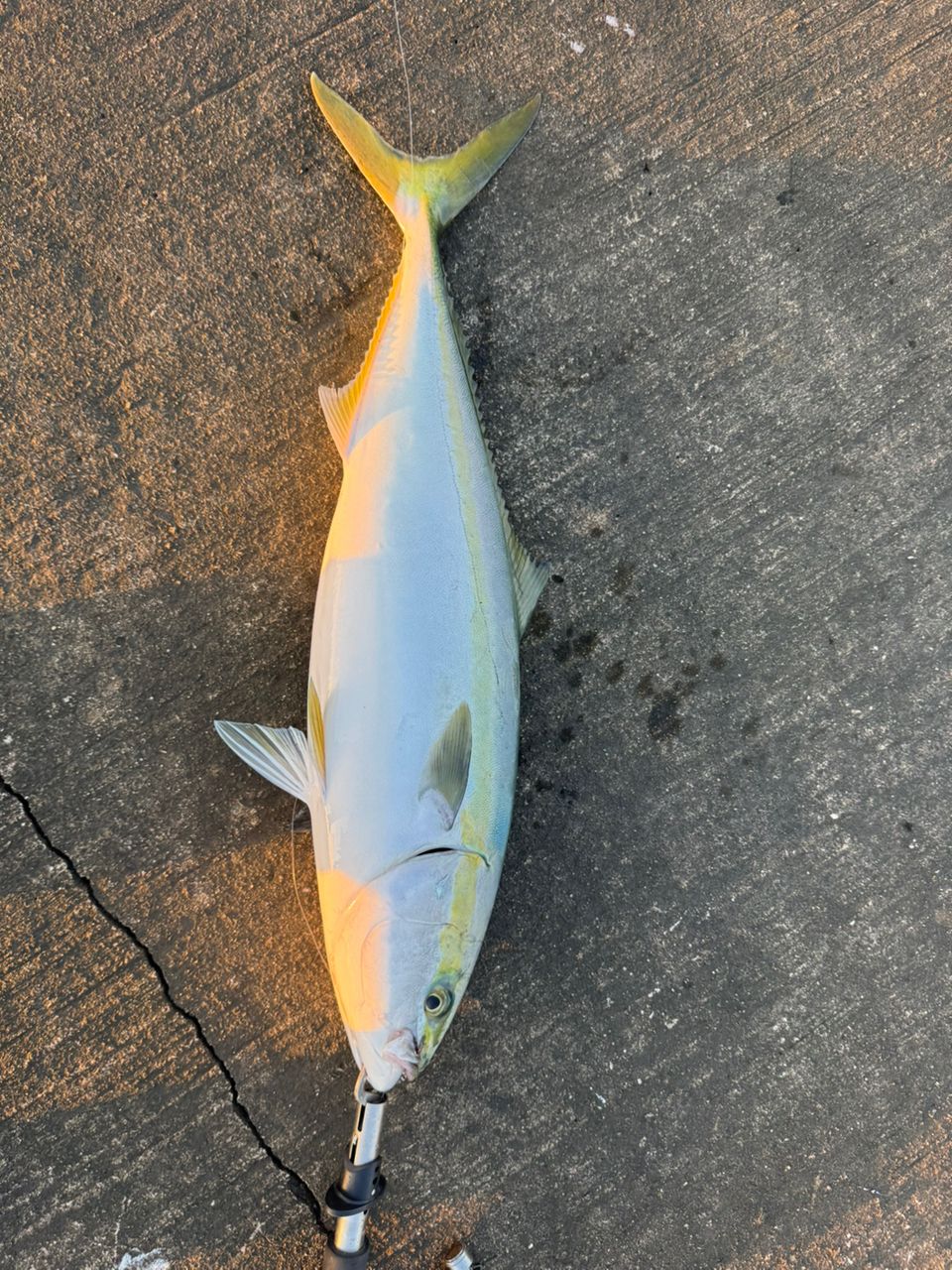 SHIMANO 18ディアルーナ S96MHの最安値・インプレ・釣果 | 本音の