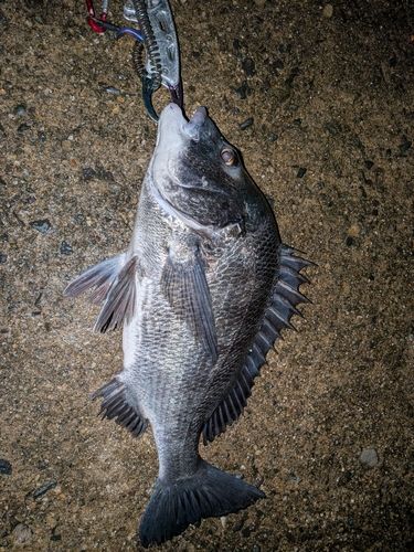 チヌの釣果