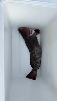 アイナメの釣果