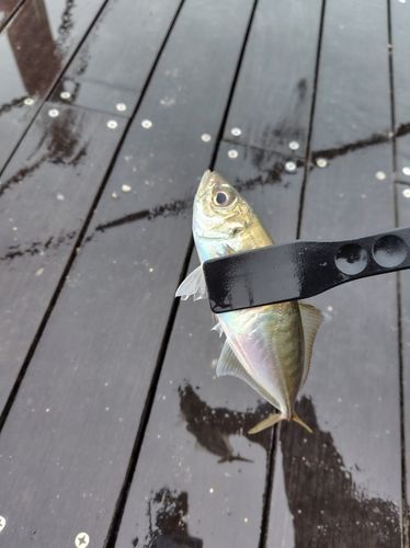 マアジの釣果
