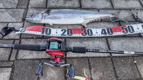 シーサイドコスモ釣り解放区