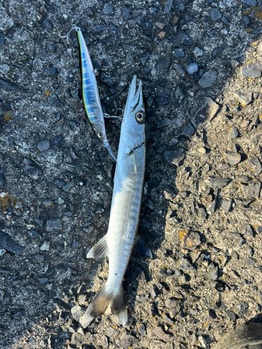 オニカマスの釣果