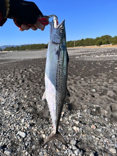 サゴシの釣果