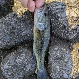 スモールマウスバス