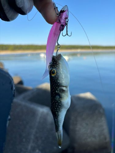 クサフグの釣果