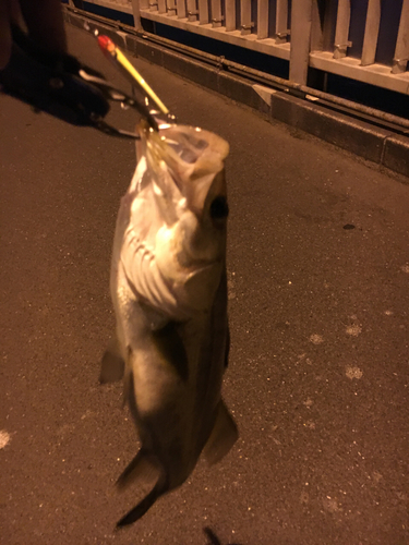 スズキの釣果