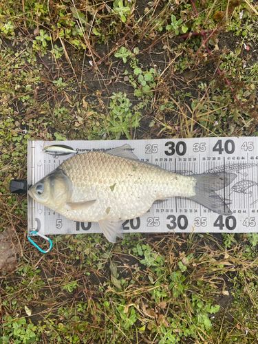 ヘラブナの釣果