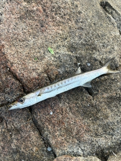 タイワンカマスの釣果