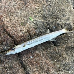 タイワンカマス