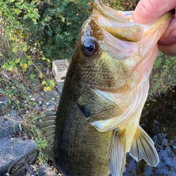 ラージマウスバス