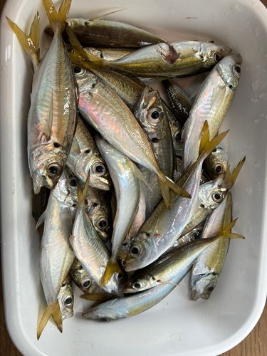 アジの釣果