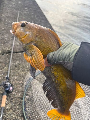 アイナメの釣果