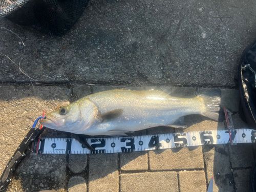 ヒラスズキの釣果