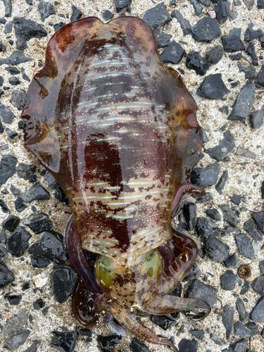 アオリイカの釣果