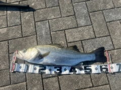 ヒラスズキの釣果