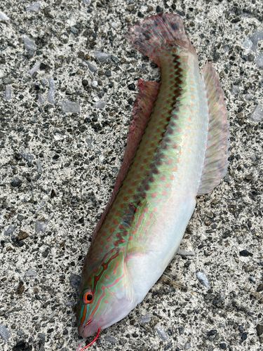 カワハギの釣果