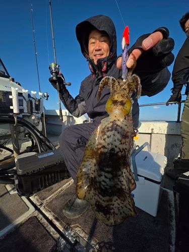 アオリイカの釣果