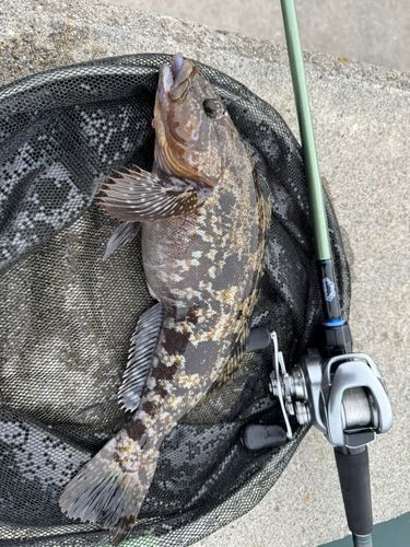 アイナメの釣果