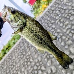 ラージマウスバス