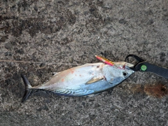 スマガツオの釣果