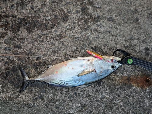 スマガツオの釣果