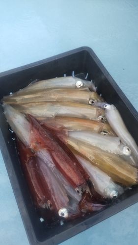 ヤリイカの釣果