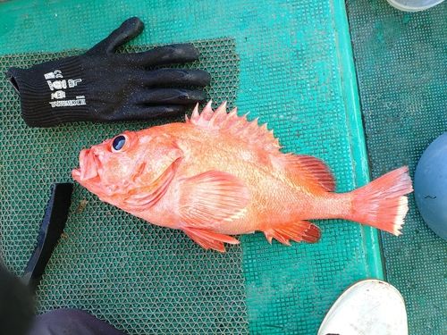 ホウズキの釣果