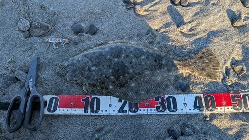 ヒラメの釣果