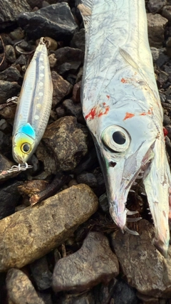 タチウオの釣果