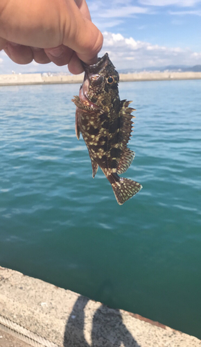 ガシラの釣果