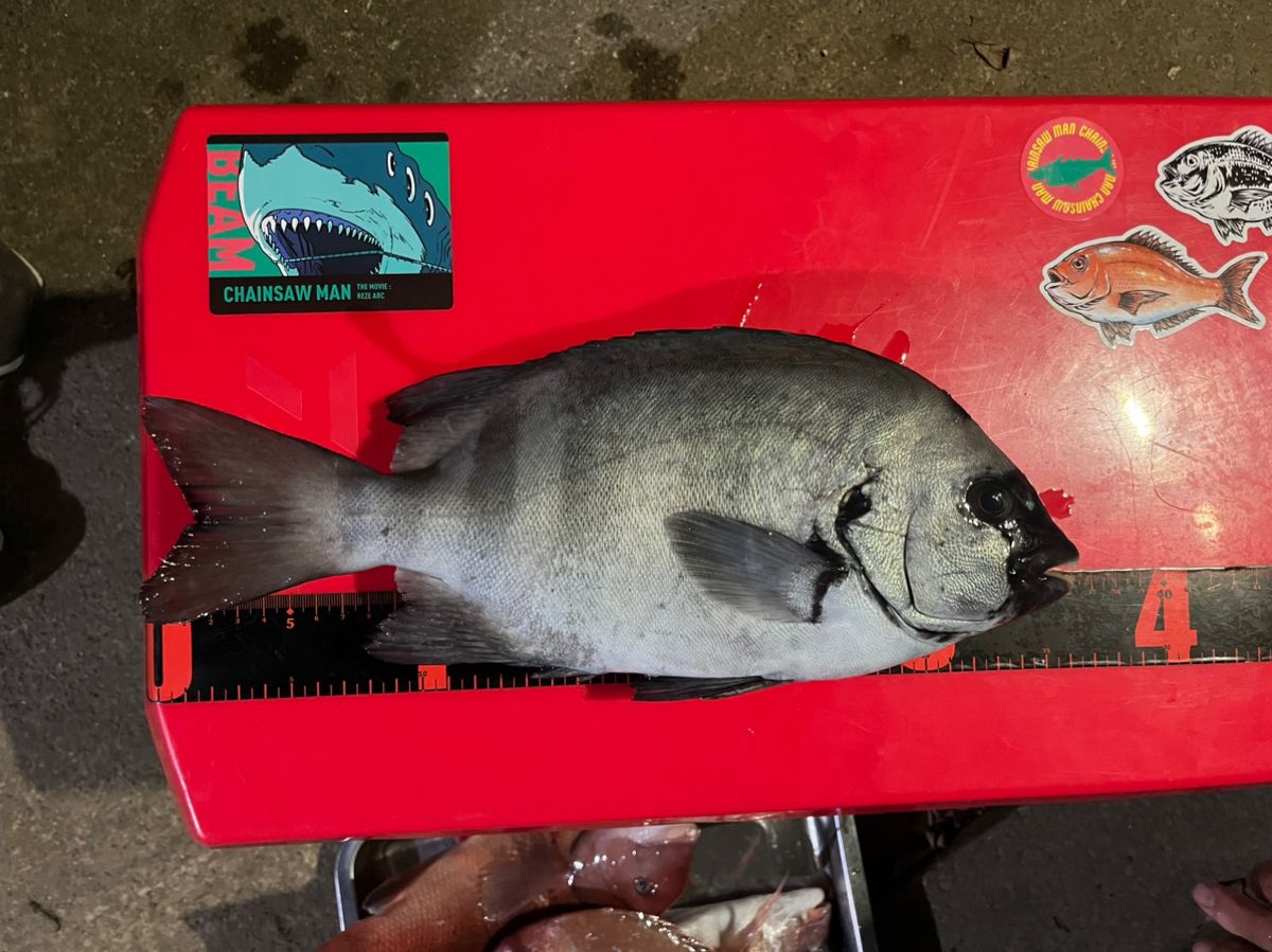 2匹の猫の下僕さんの釣果 1枚目の画像