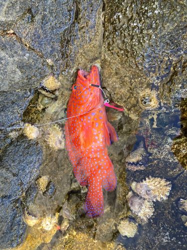 アカハタの釣果