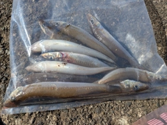 シロギスの釣果